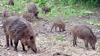 Wild boars in the beech forest Large boar with sharp tusks [upl. by Haneen]