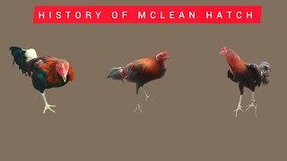 HISTORY OF MCLEAN HATCH BLOODLINE meltv [upl. by Seligman204]