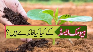 What are the benefits of humic acid  Agahi main baqah [upl. by Mariele44]