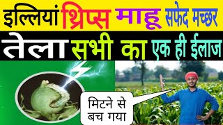 इल्लियां कंट्रोल कैसे करें  thrips control insecticide use [upl. by Lewis3]