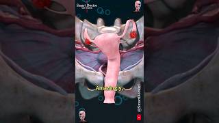 Uterus and Ovary  Captivating Pelvic Panorama ✨‍♀️ [upl. by Savitt154]