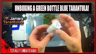 Unboxing A Green Bottle Blue Tarantula  Jamies Tarantulas Review Ep9 [upl. by Ardiekal]