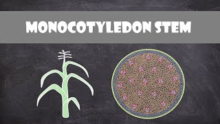 Monocot Stem Structure and Function  Plant Biology [upl. by Dlabihcra]