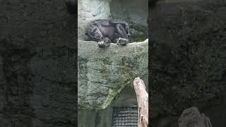 ChimpanzeePan troglodytesTaipei Zoo [upl. by Anchie]