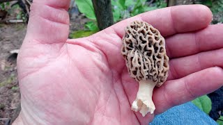 Indiana Morel Mushrooms 2022 [upl. by Odilia]