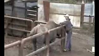 Rhino Training at Potter Park Zoo in Lansing Michigan [upl. by Chrissie578]