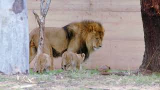 Izu and female Lions Roaring at the San Diego Safari Park [upl. by Yrogerg]