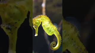 The Unique Role of Male Seahorses Natures Only Male BirthGivers [upl. by Oswald618]