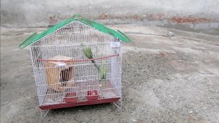 beautiful parrot vloglife nature viralvideo parrots parrottalking naturesounds cute beauty [upl. by Cletus]