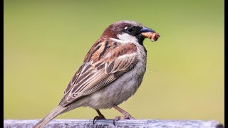 Reclamo de GORRIÓN COMÚN Passer domesticus 12 [upl. by Itsirhc]