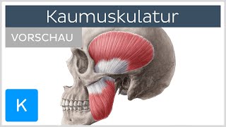 Kaumuskulatur Vorschau  Ansatz Ursprung Innerveration und Funktion  Kenhub [upl. by Iris]