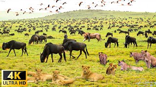 4K African Wildlife  The Worlds Greatest Migration from Tanzania to Kenya With Real Sounds [upl. by Salsbury14]