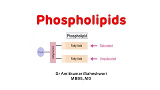 Phospholipids  Phospholipids Biochemistry  Phospholipid Functions phospholipids biochemistry [upl. by Poler]