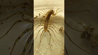 House Centipede Eats Small Fruit Moth From Kitchen 18August2022 [upl. by Zawde]