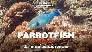 Parrotfish ปลานกแก้วนักสร้างทราย [upl. by Nevad]