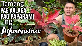 TAMANG PAG AALAGA AT PAG PAPARAMI NG MGA AGLAONEMA  CHINESE EVERGREEN  AGLAONEMA CARETIPS [upl. by Alyakim]