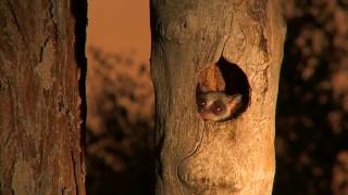 Bushbaby pops out to say hello [upl. by Tlevesor370]