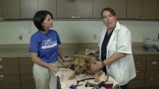 Vet Tip  Safe Restraint Methods [upl. by Llebiram]