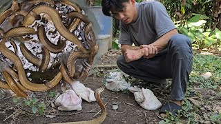 ISANG DRUM NA PUNO NG COBRA NAKAGAT SI COBRA PRINCE [upl. by Darice430]