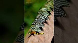 Most unique snake 🐍  shorts shortsfeed snake wildlife reptiles animals [upl. by Timmi]