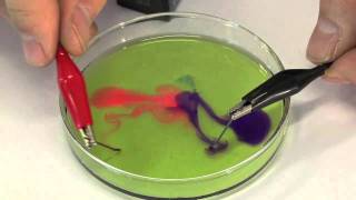 Petri Dish Electrolysis [upl. by Ades979]