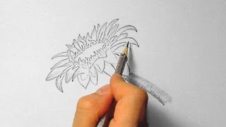 Sonnenblume zeichnen im Zeitraffer Sunflower drawing in fast motion [upl. by Anaoy]