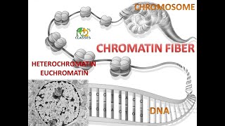 CHROMATIN STRUCTURE  HETEROCHROMATIN  EUCHROMATIN  NEET  HS [upl. by Gilliette911]