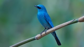 Verditer Flycatcher Male A Bird Video [upl. by Brigit]