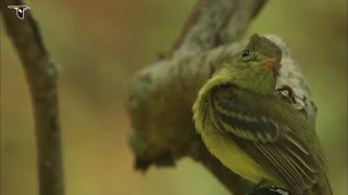 A Cordilleran Flycatcher on the lookout for insects [upl. by Aroda514]