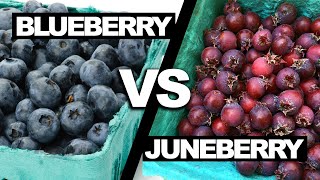 Homegrown Juneberries Better than Blueberries [upl. by Ultann759]