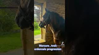 Progression au débourrage de mercure  trait ardennais dispo à la vente chevaldetrait dressage [upl. by Salomie]