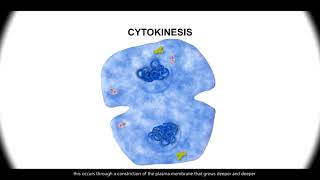 Cell Cycle PHASES in ACTION Mitosis Stages REVEALED Under the MICROSCOPE CELL DIVISION biology [upl. by Elrebmik]