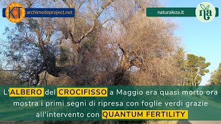 La Rinascita degli Ulivi in Puglia Il Miracolo di Quantum Fertility [upl. by Aiz]