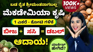 Macadamia Nuts Farming in Kannada  How to Start Profitable Macadamia Nuts Farming  ಮೆಕಡೇಮಿಯಾ ಕೃಷಿ [upl. by Aleakcim]