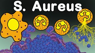 Staphylococcus Aureus vs Immune System [upl. by Sakovich]