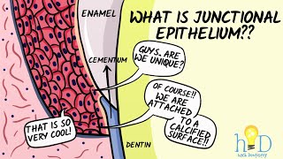 Junctional epithelium  HackDentistry [upl. by Ainorev]