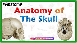 Anatomy of the Skull Norma basalis  Anterior part  Middle part and Posterior part [upl. by Notneb833]