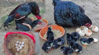 12 Chicks Hatched From 9 Eggs 🙉  Hen Hatching Eggs 26 Days🥺  12 Hen Baby Coming Out  Chick Growth [upl. by Meares]