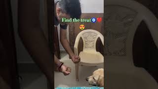 Alexa game time  find the treats shortsfeed labraworld doglover cute [upl. by Yahsan]