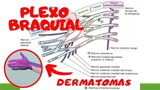 PLEXO BRAQUIAL fácil explicación dermatomas ANATOMIA [upl. by Calysta843]