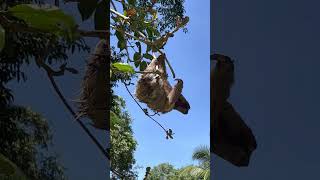 🦥ThreeFingered Sloth Attempting to Cross a River [upl. by Parker]