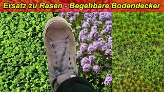 Alternative zu Rasen  Begehbare pflegeleichte Bodendecker  Trittfeste Bodenecker als Rasenersatz [upl. by Banwell141]