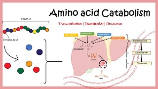 Amino acid catabolism Transamination  Deamination  Urea cycle [upl. by Amre]