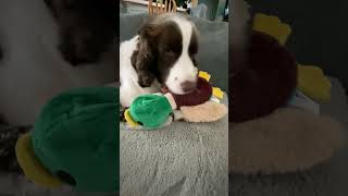 Springer Spaniel amp His New Stuffed Duck Toy springerspaniel shortsviral shortsvideo [upl. by Cesaro]