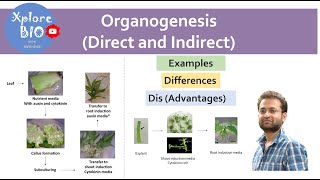 Organogenesis in plant tissue culture  Types Direct and indirect organogenesis  Differences [upl. by Kellda]