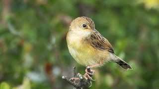 Goldenheaded Cisticola as seen in Australia [upl. by Olzsal]