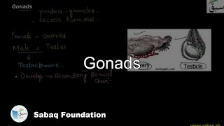 Gonads Biology Lecture  Sabaqpk [upl. by Jocelin416]