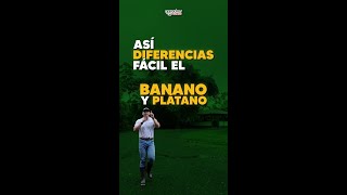 🍌 PLÁTANO vs BANANO ¿En qué se diferencian  banano plátano agro fincas cosecha campo [upl. by Daub932]