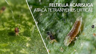 Feltiella acarisuga ataca Tetranychus urticae [upl. by Fielding127]