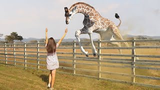 These Animals Reunited With Owners After Years Of Waiting [upl. by Lamrert]